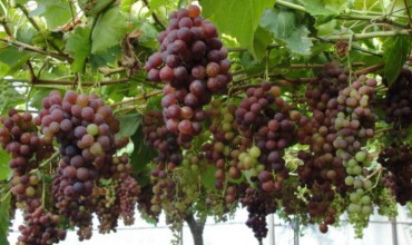 uvas pisqueras